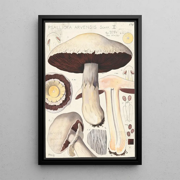 Psalliota Arvensis Schff II - Hans Baldung — quadro incorniciato alla parete