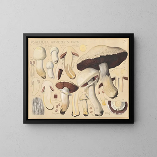 Hans Walty - Psalliota arvensis Schff.webp