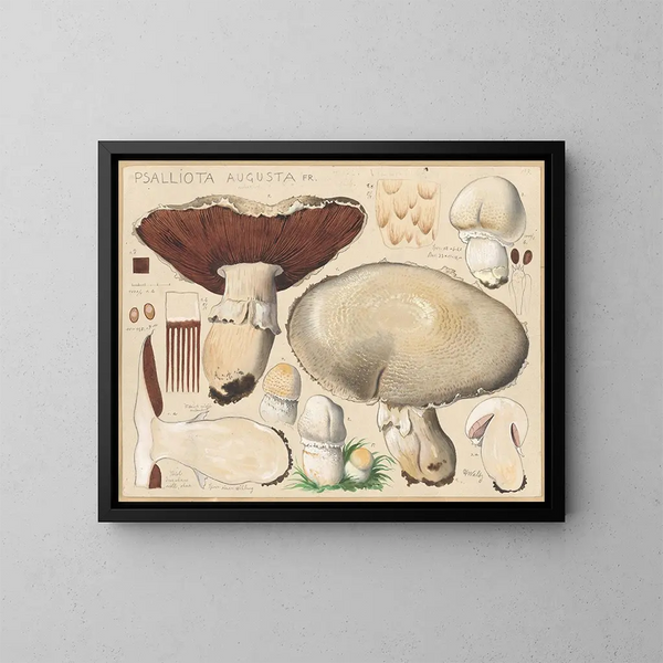 Psalliota Augusta - Hans Baldung — quadro incorniciato alla parete