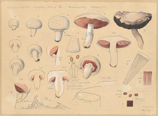 Hans Walty - Psalliota campestris L.webp