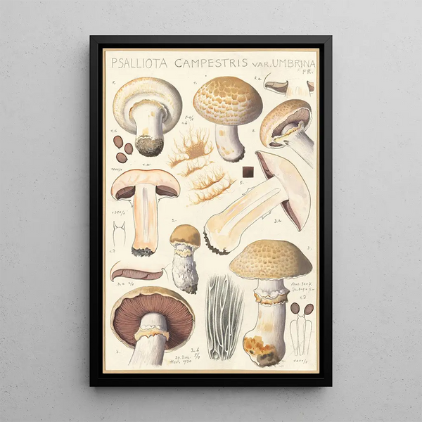 Psalliota campestris Psalliota campestris var umbrina - Hans Baldung — quadro incorniciato alla parete