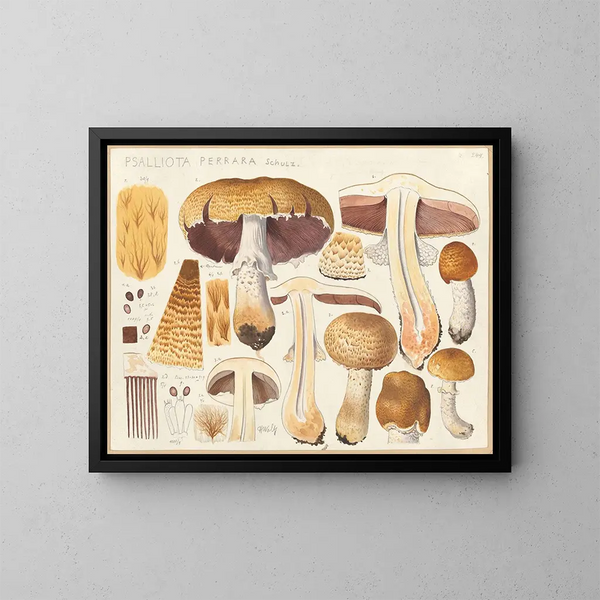 Psalliota perrara - Hans Baldung — quadro incorniciato alla parete