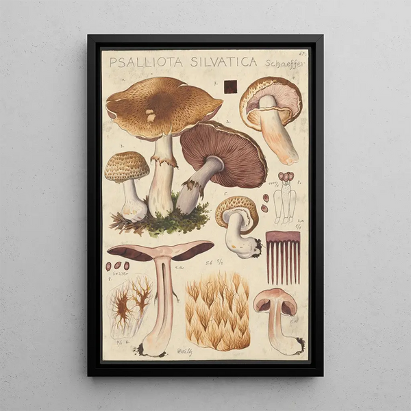 Psalliota silvatica Schaeffer - Hans Baldung — quadro incorniciato alla parete