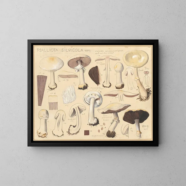 Psalliota silvicola - Hans Baldung — quadro incorniciato alla parete