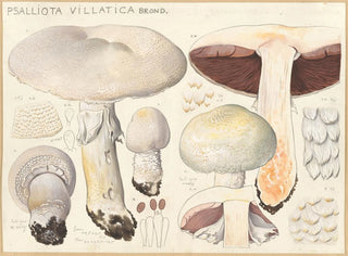Hans Walty - Psalliota villatica Brond.webp