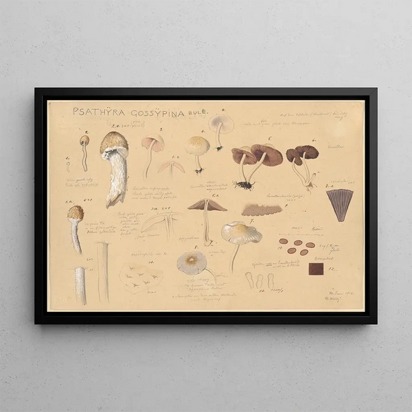 Hans Walty - Psathyra gossypina Bull.webp