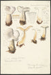 Psathyrella gracilis Clitocybe clavipes - Hans Baldung — vista dell’opera