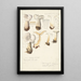 Psathyrella gracilis Clitocybe clavipes - Hans Baldung — quadro incorniciato alla parete