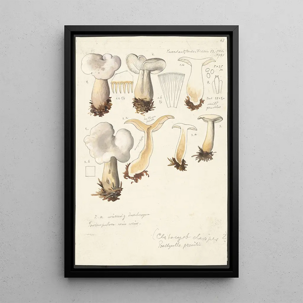 Psathyrella gracilis Clitocybe clavipes - Hans Baldung — quadro incorniciato alla parete