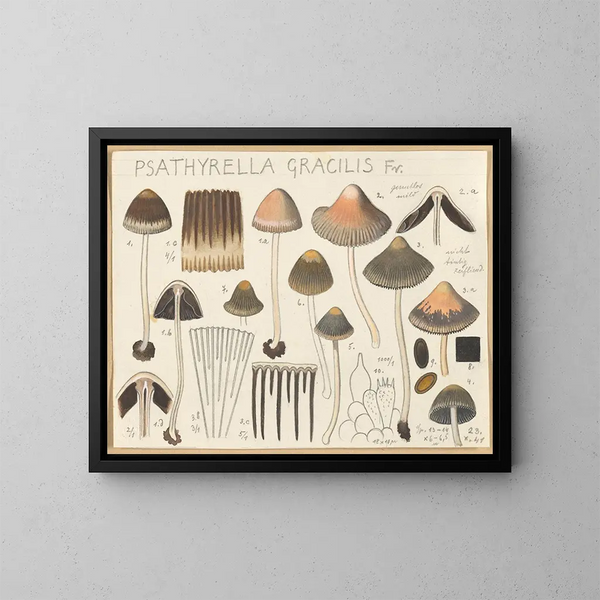 Psathyrella gracilis - Hans Baldung — quadro incorniciato alla parete