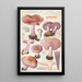 Rhodopaxillus nudus Bull Maire Tricholoma nudum Fr - Hans Baldung — quadro incorniciato alla parete