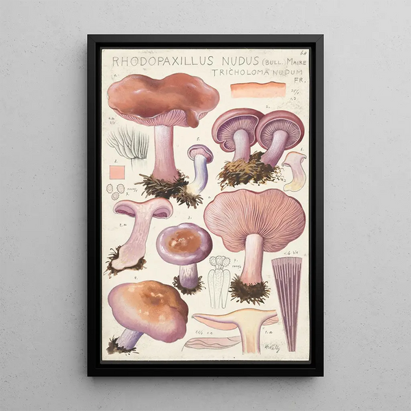 Rhodopaxillus nudus Bull Maire Tricholoma nudum Fr - Hans Baldung — quadro incorniciato alla parete