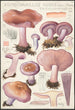 Rhodopaxillus nudus Bull Maire Tricholoma nudum Fr - Hans Baldung — vista dell’opera