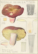 Russula olivacea - Hans Baldung — vista dell’opera