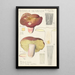 Russula olivacea - Hans Baldung — quadro incorniciato alla parete