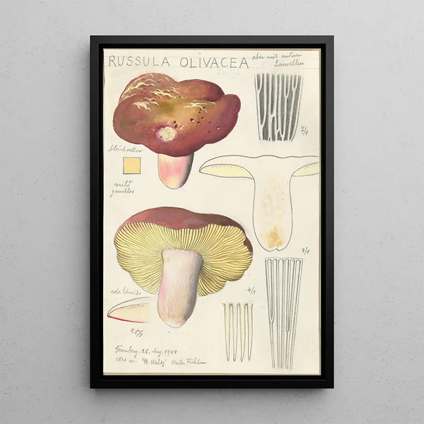 Russula olivacea - Hans Baldung — quadro incorniciato alla parete