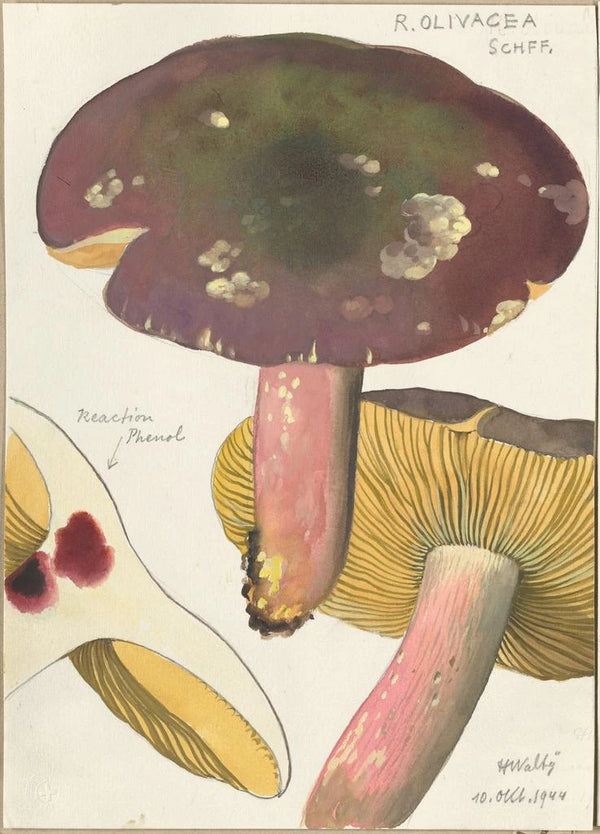 Russula olivacea schff - Hans Baldung — quadro incorniciato alla parete