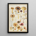 Russula puellaries - Hans Baldung — quadro incorniciato alla parete