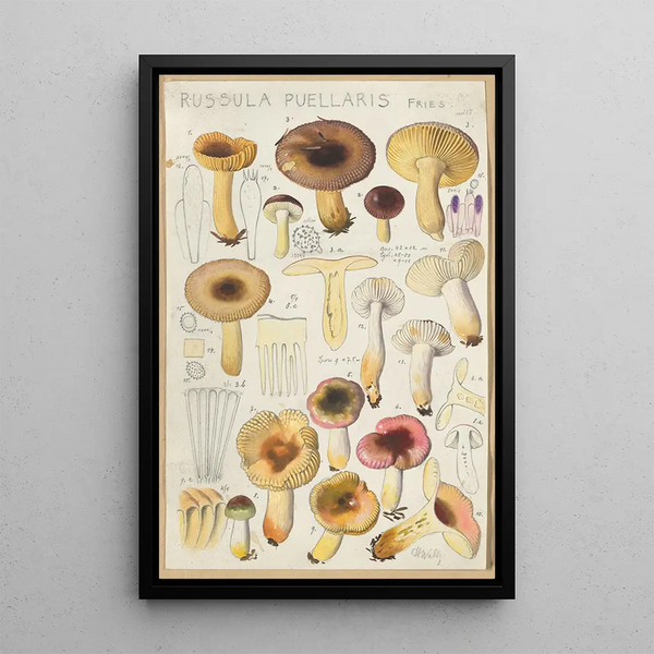 Russula puellaries - Hans Baldung — quadro incorniciato alla parete