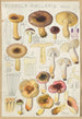 Russula puellaries - Hans Baldung — vista dell’opera