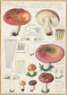 Russula seperina - Hans Baldung — vista dell’opera