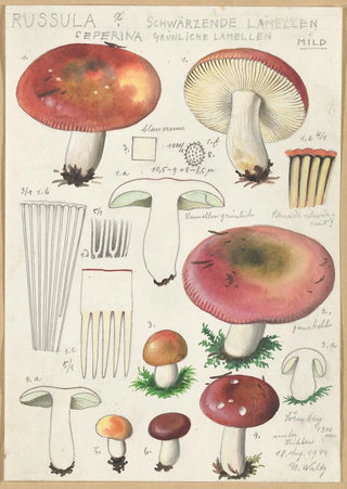 Hans Walty - Russula Seperina.webp