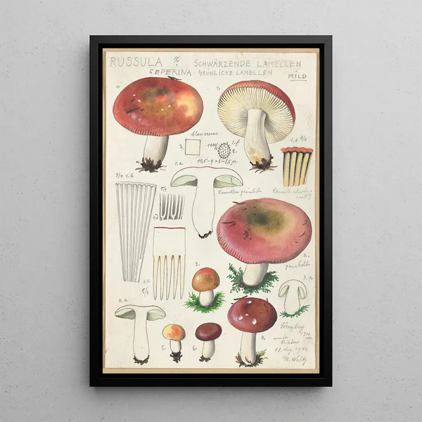 Russula seperina - Hans Baldung — quadro incorniciato alla parete