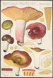 Russula alutacea Persoon - Hans Baldung — vista dell’opera