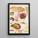 Russula alutacea Persoon - Hans Baldung — quadro incorniciato alla parete