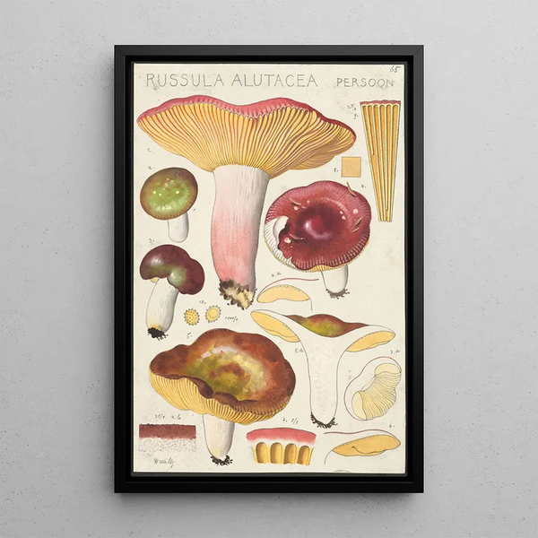 Russula alutacea Persoon - Hans Baldung — quadro incorniciato alla parete