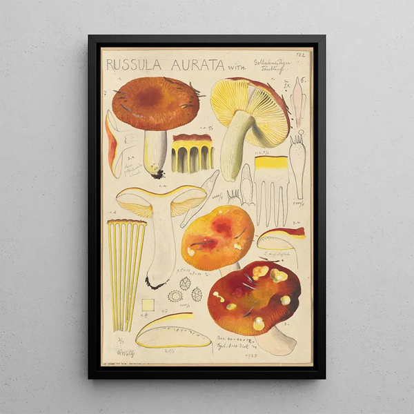 Russula aurata - Hans Baldung — quadro incorniciato alla parete