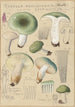 Russula aureginea - Hans Baldung — vista dell’opera