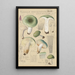 Russula aureginea - Hans Baldung — quadro incorniciato alla parete