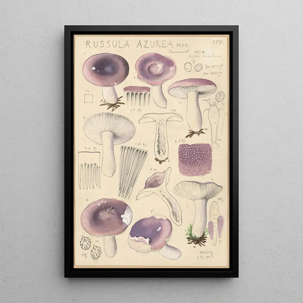 Russula azurea - Hans Baldung — quadro incorniciato alla parete