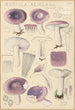 Russula azurea - Hans Baldung — vista dell’opera