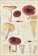 Russula badia - Hans Baldung — vista dell’opera
