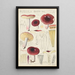 Russula badia - Hans Baldung — quadro incorniciato alla parete