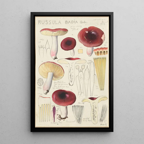 Russula badia - Hans Baldung — quadro incorniciato alla parete