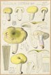 Russula citrina - Hans Baldung — vista dell’opera