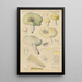Russula citrina Gill - Hans Baldung — quadro incorniciato alla parete