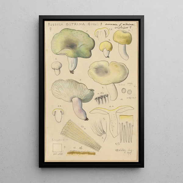 Russula citrina Gill - Hans Baldung — quadro incorniciato alla parete