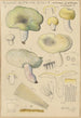 Russula citrina Gill - Hans Baldung — vista dell’opera