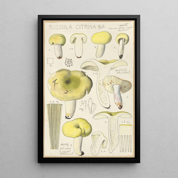Russula citrina - Hans Baldung — quadro incorniciato alla parete