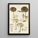 Russula consobrina - Hans Baldung — quadro incorniciato alla parete