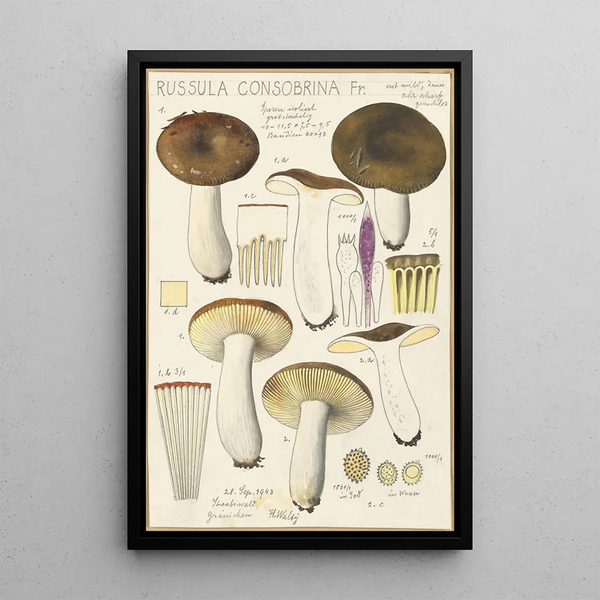 Russula consobrina - Hans Baldung — quadro incorniciato alla parete