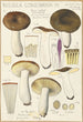 Russula consobrina - Hans Baldung — vista dell’opera