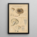 Russula consobrina var sororia - Hans Baldung — quadro incorniciato alla parete