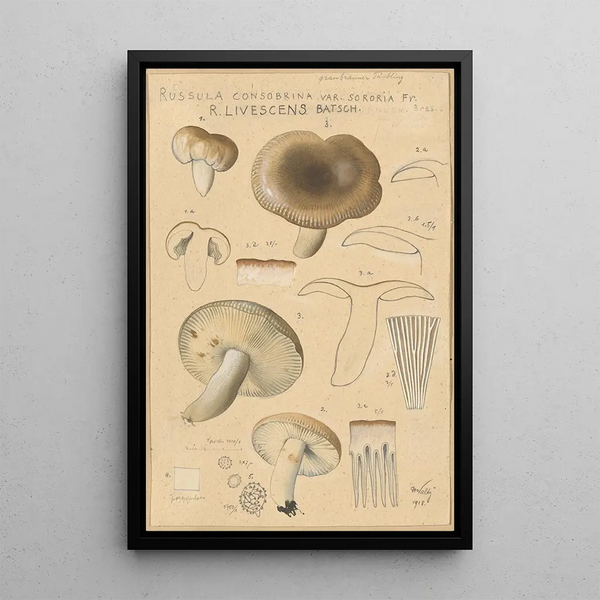 Russula consobrina var sororia - Hans Baldung — quadro incorniciato alla parete