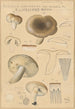 Russula consobrina var sororia - Hans Baldung — vista dell’opera