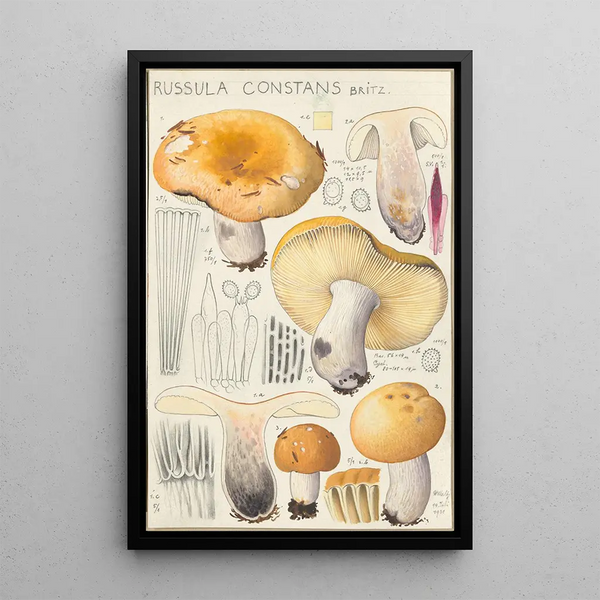 Russula constans - Hans Baldung — quadro incorniciato alla parete